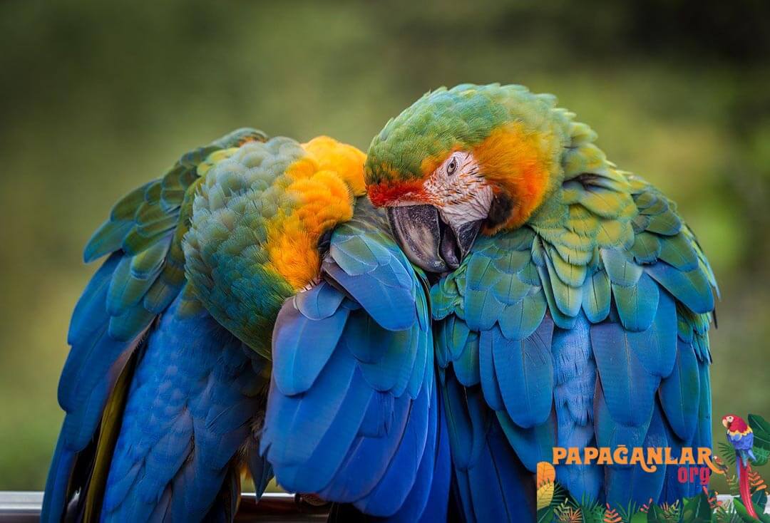ara parrots prices