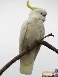 Beyaz Kakadu Papağanı Fiyatları