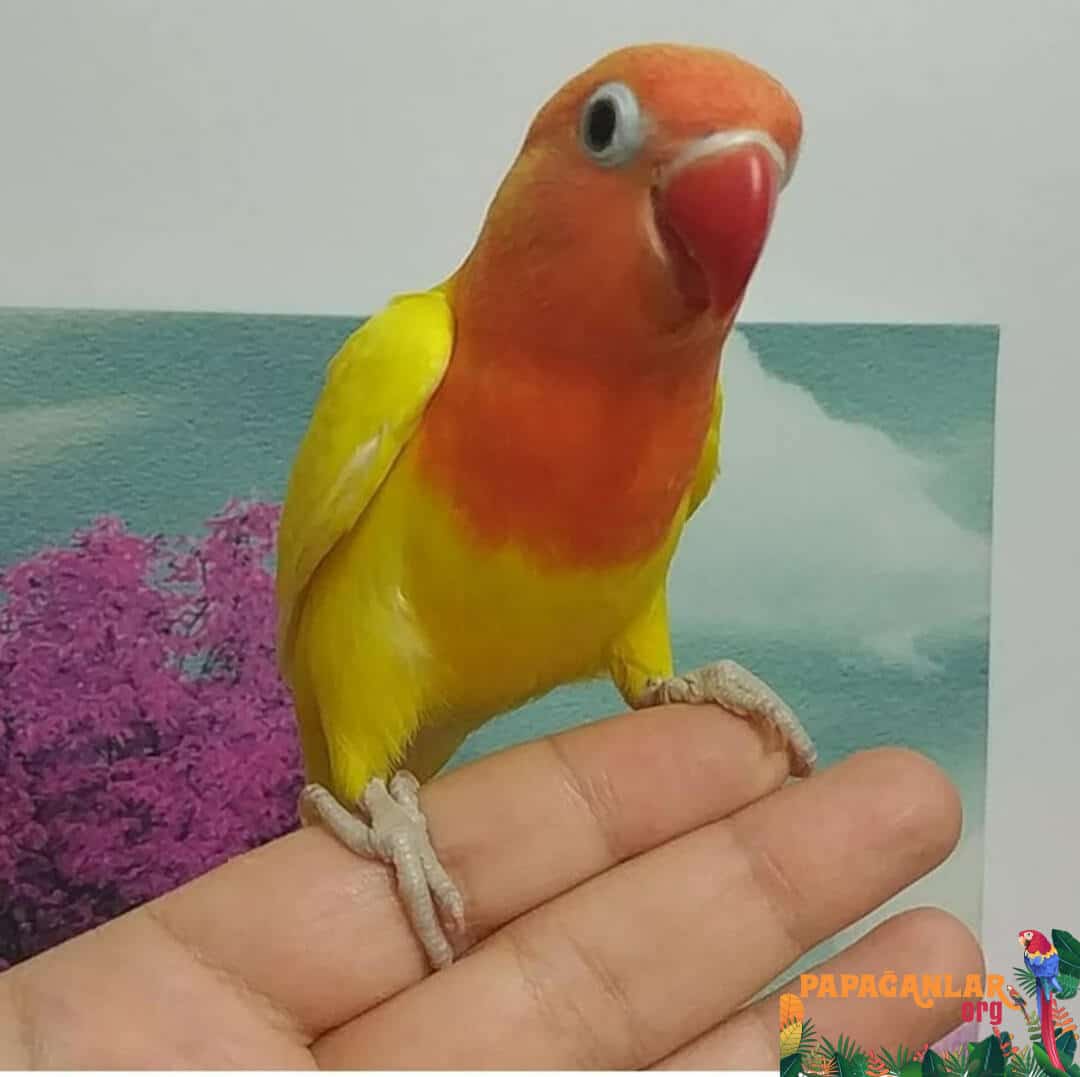 lovebird parrot prices