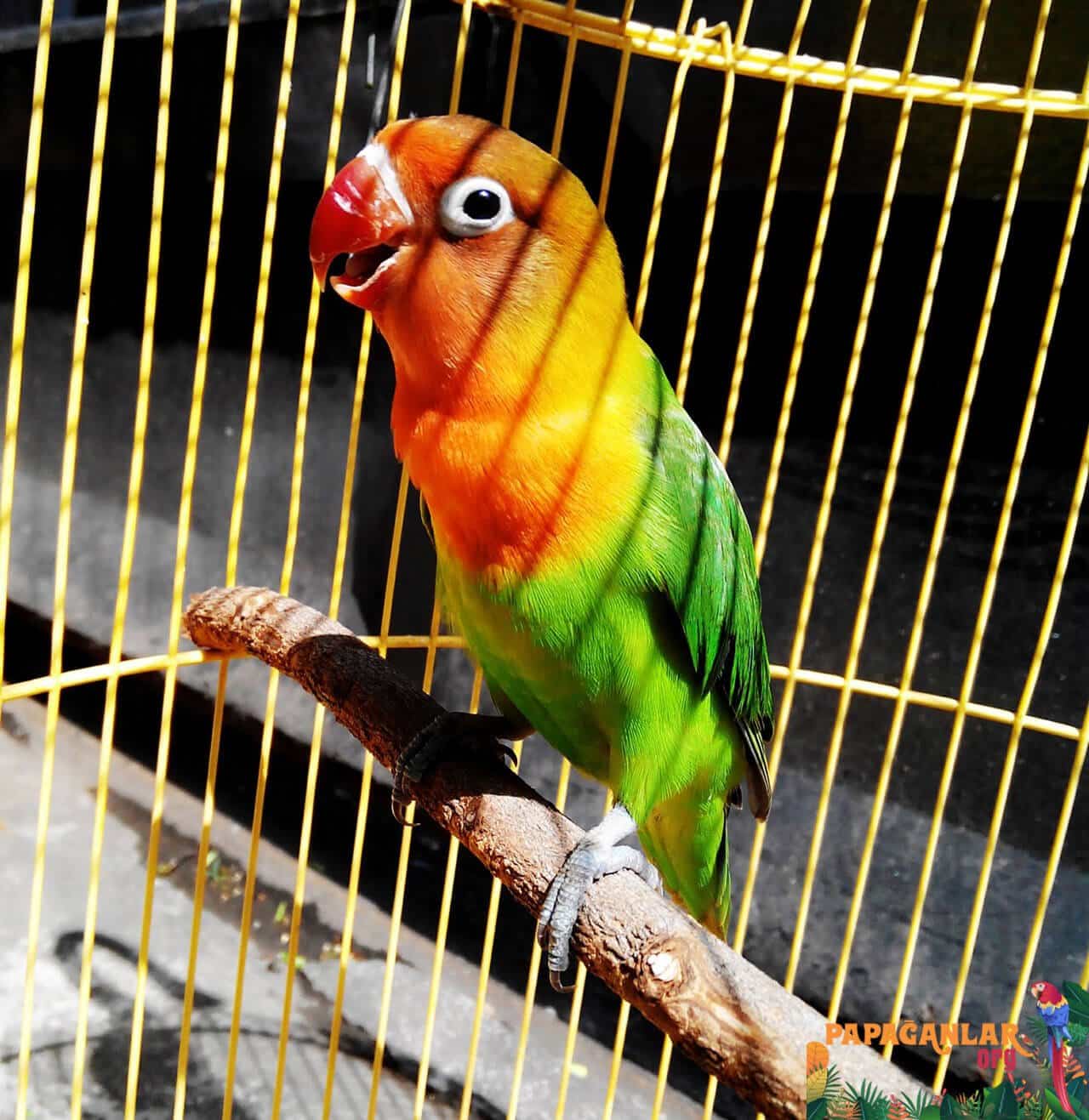 lovebird parrot prices