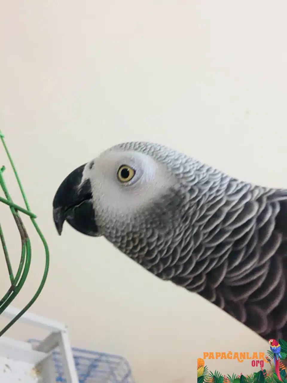 African Grey Parrot Price