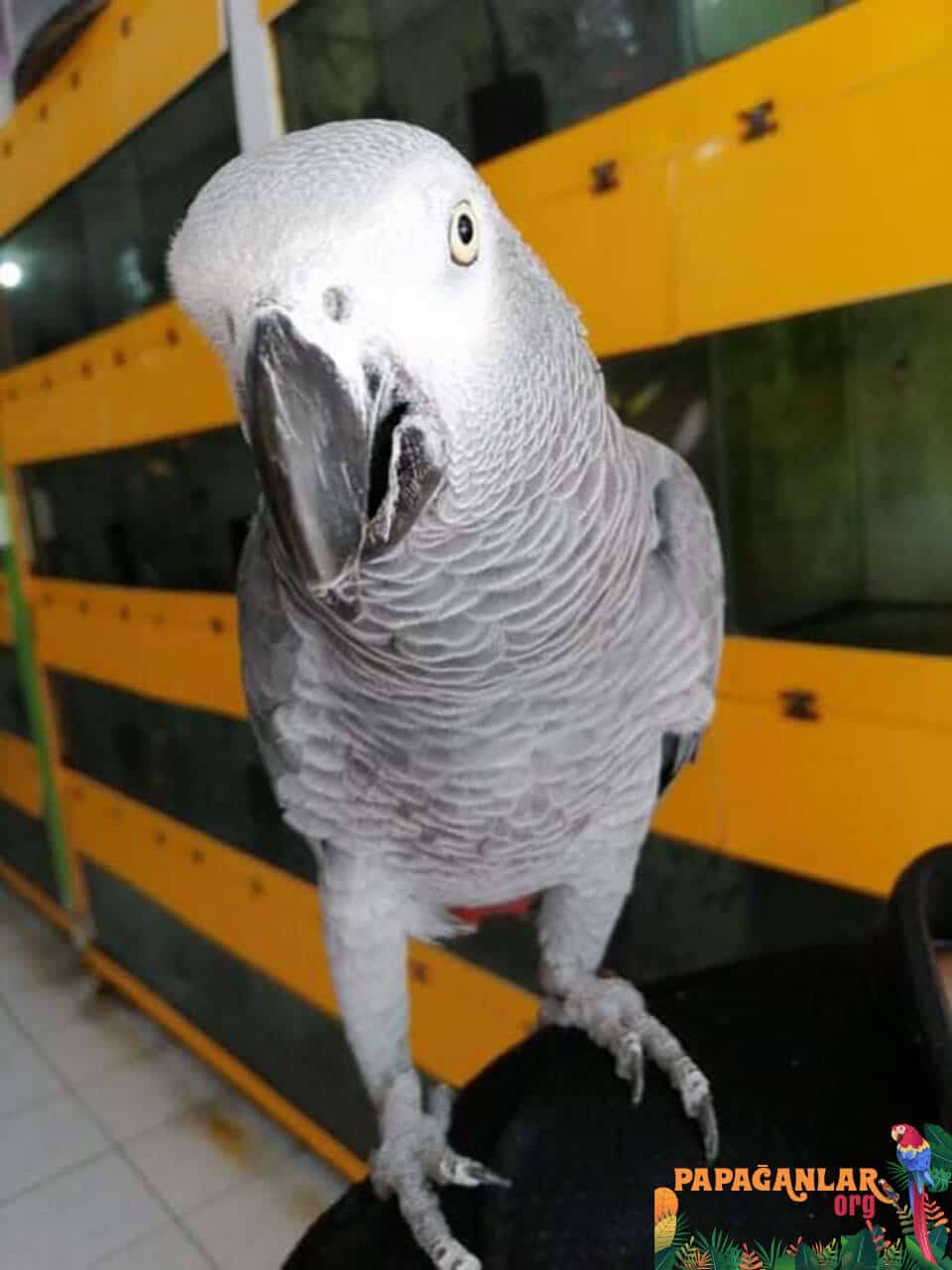 African Grey parrot prices baby