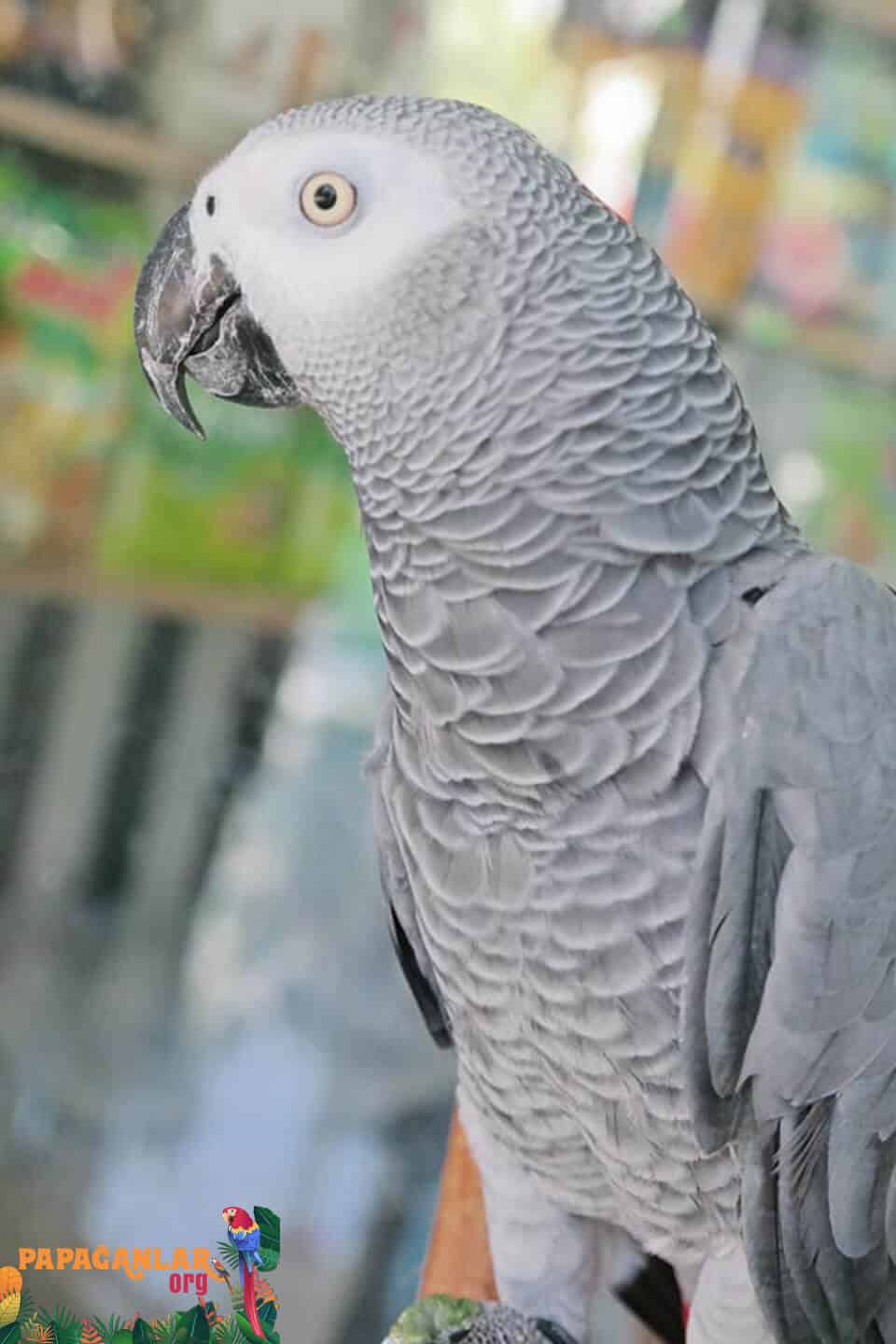 African Grey prices puppies