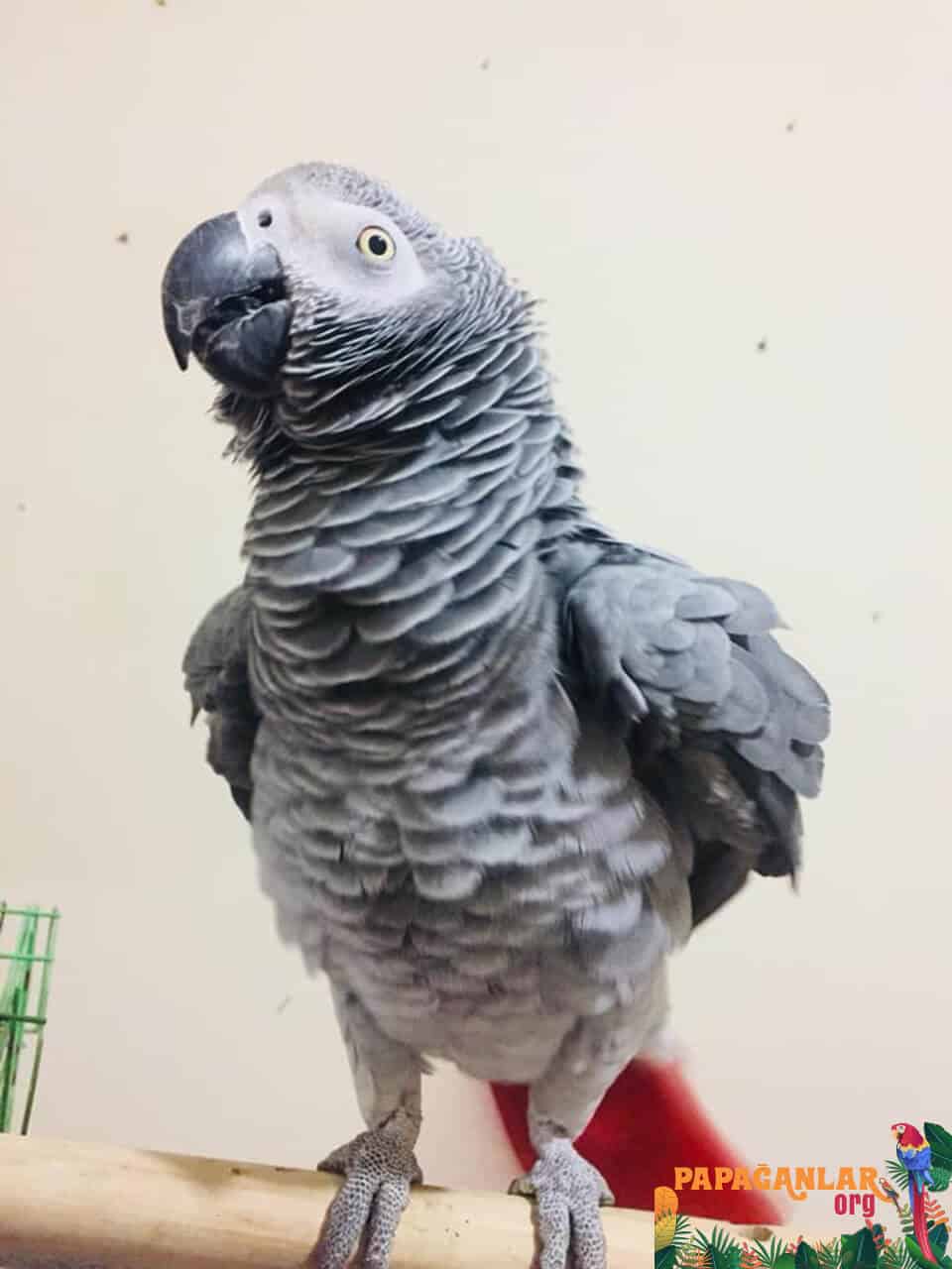 African Grey parrot prices