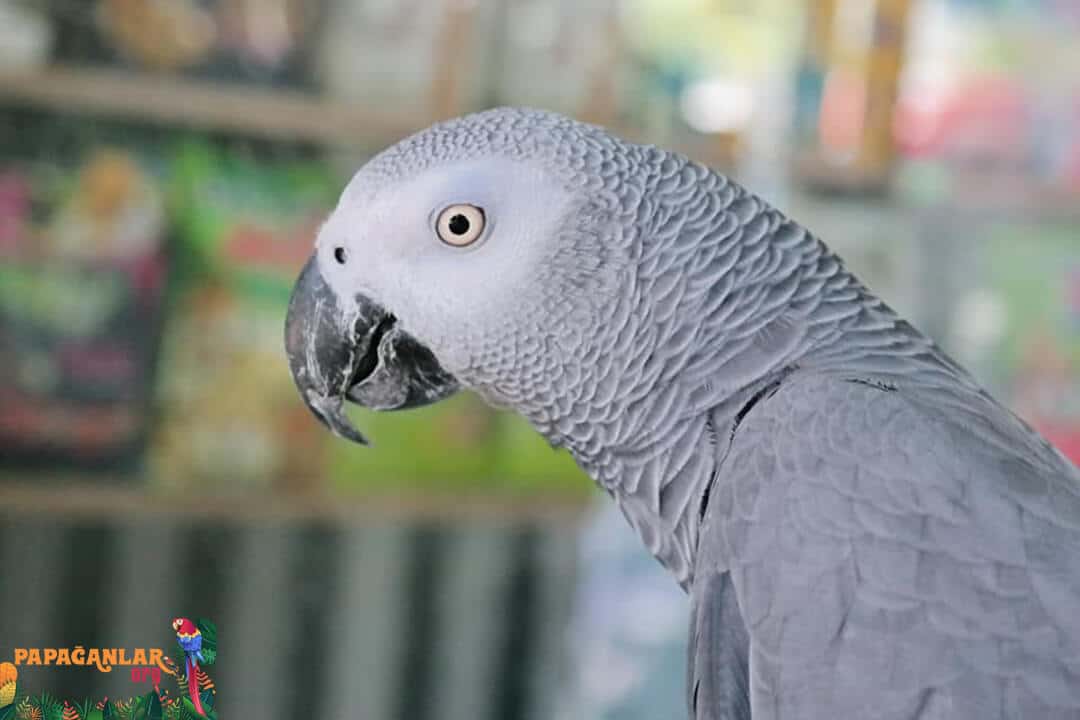 African Grey parrot features