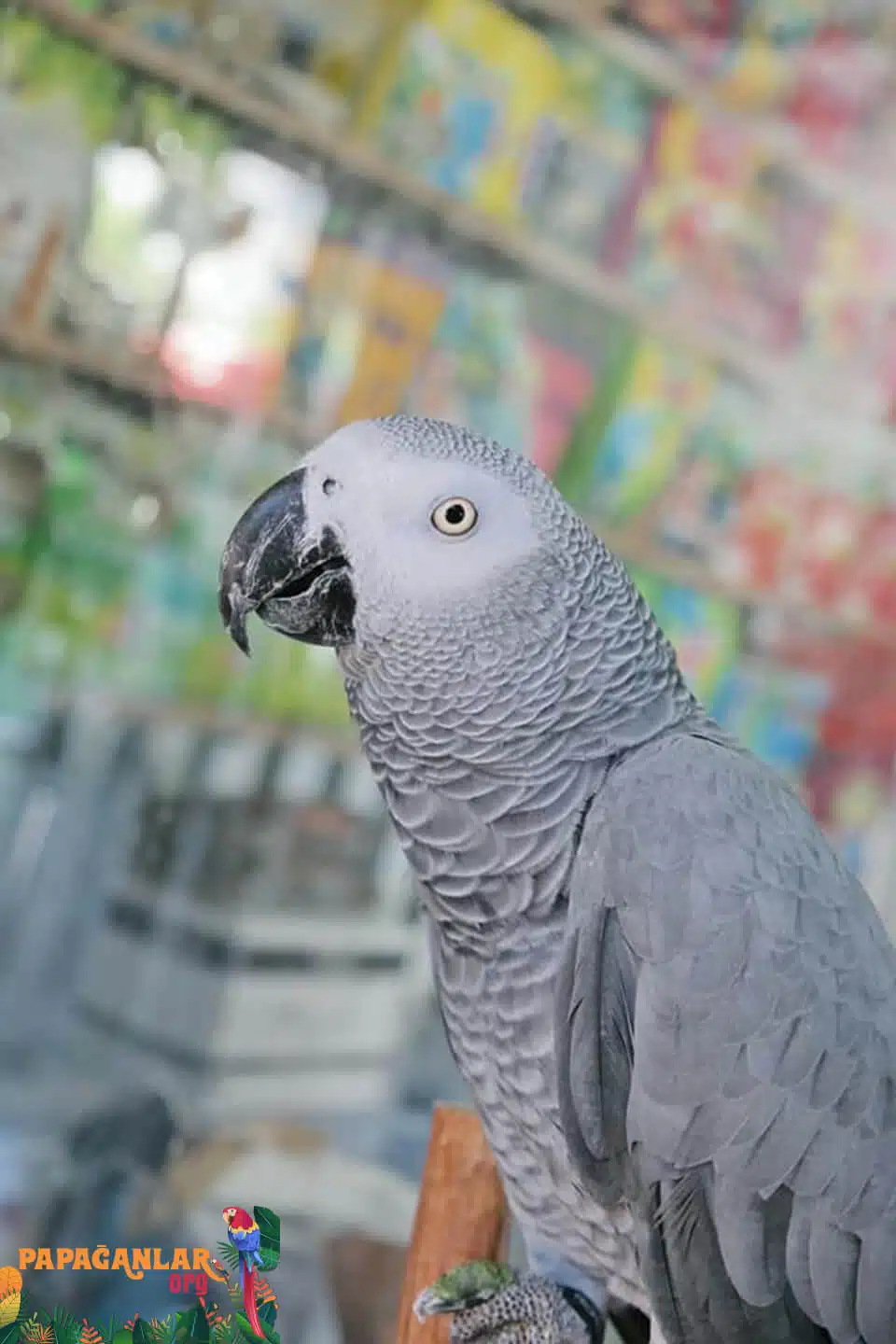 African Grey Parrot prices baby owner