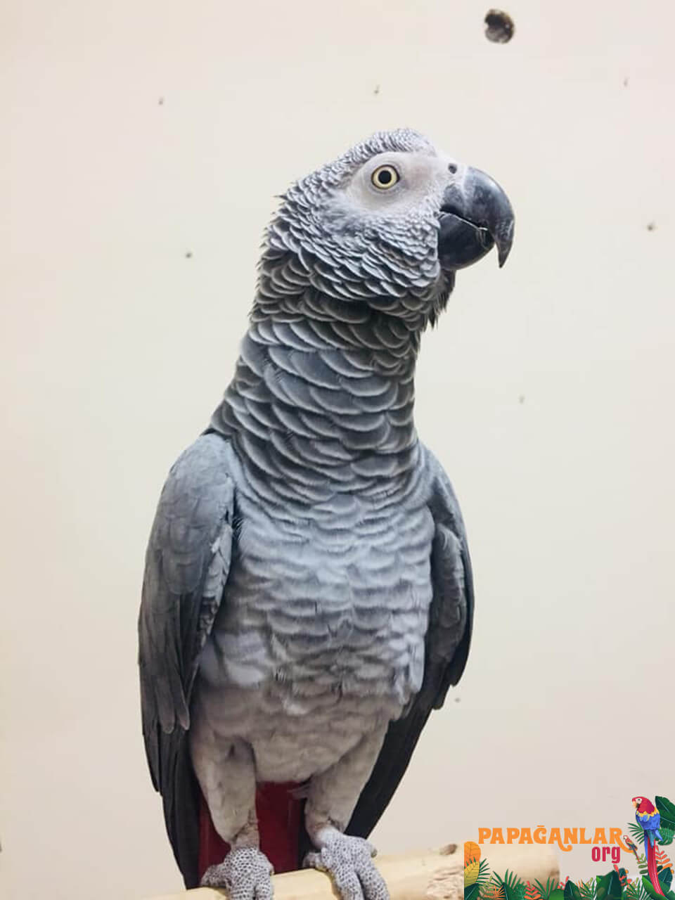 African Grey parrot adoption