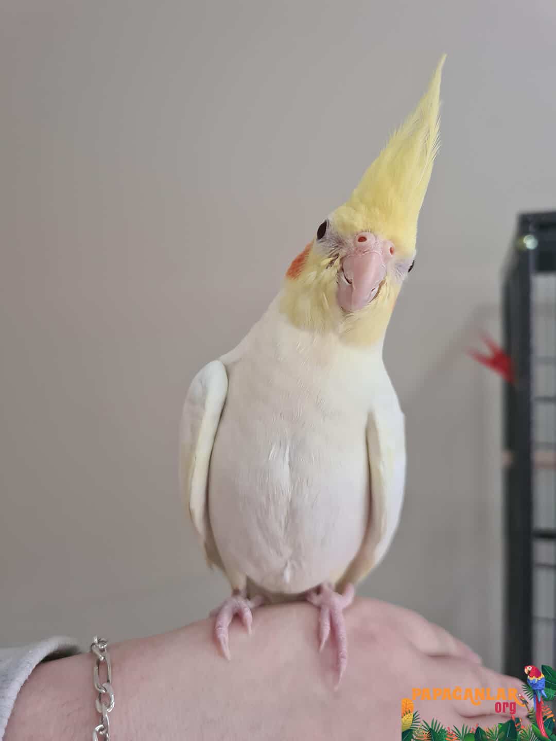 cockatoo price From breeder