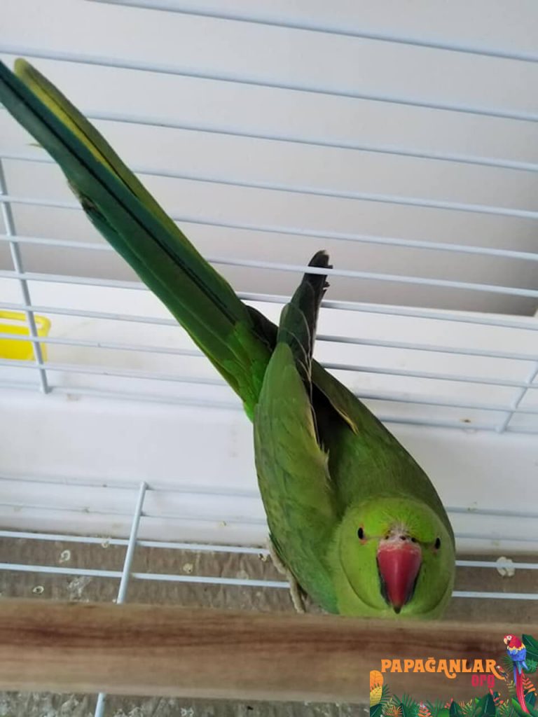 Pakistan Papağanı Fiyat - Pakistan Papağan Fiyatları Pet Shop