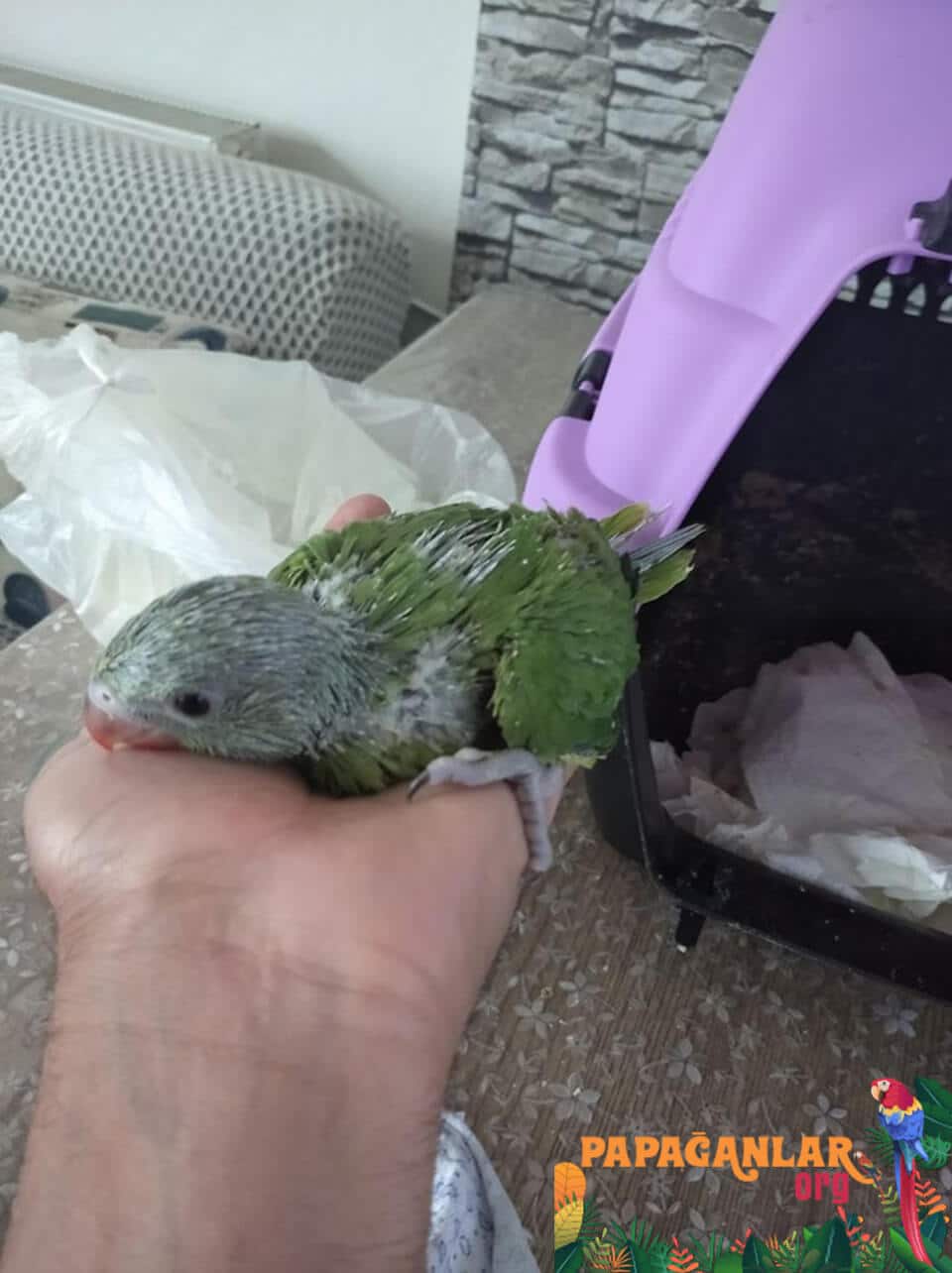pakistani parrot prices 2017