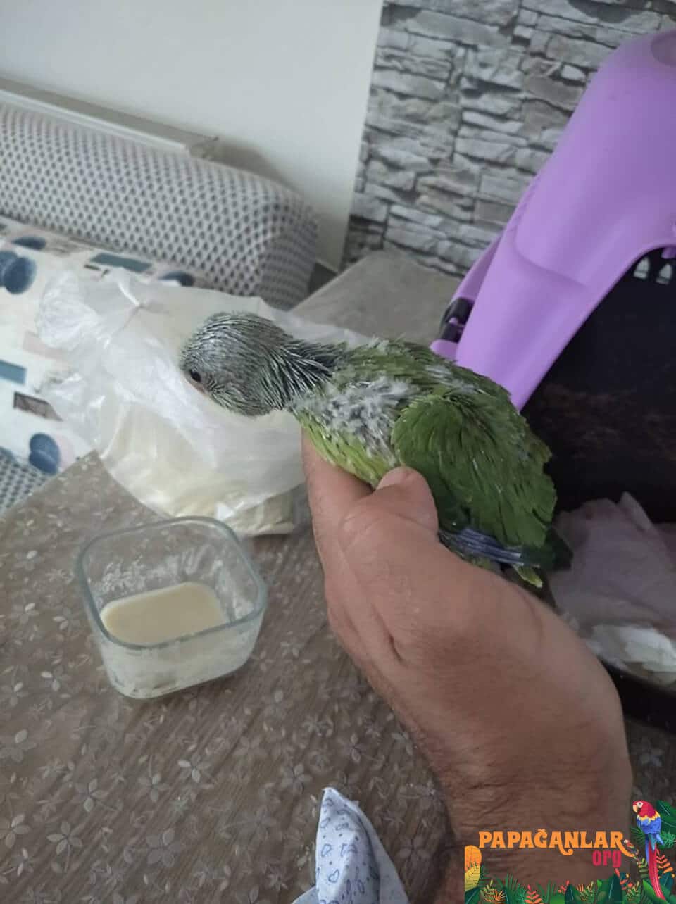 pakistani parrot prices 2019