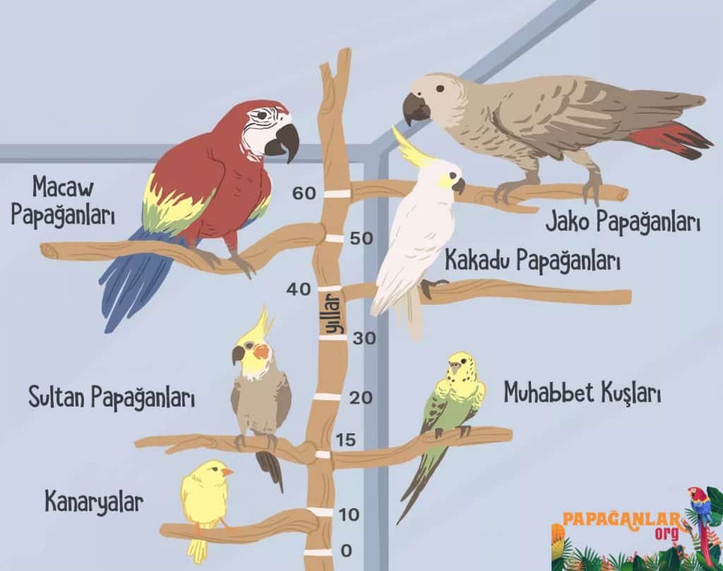 Papağan Kaç Yıl Yaşar? Papağanlar Kaç Yıl Yaşıyor?