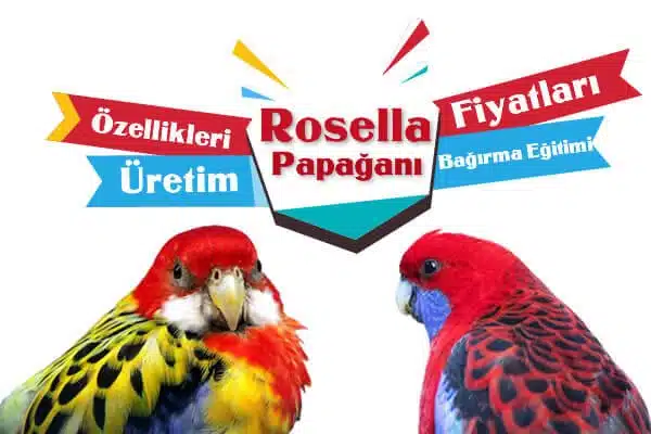 Rosella Papağan Fiyatları