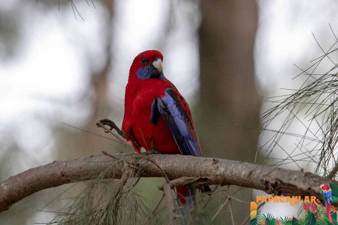 rosella parrot care