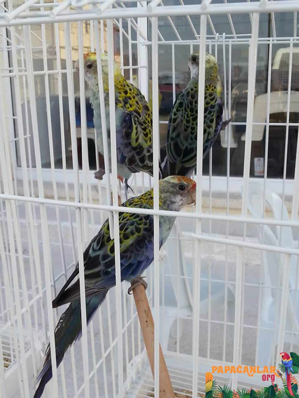 rosella parrot price