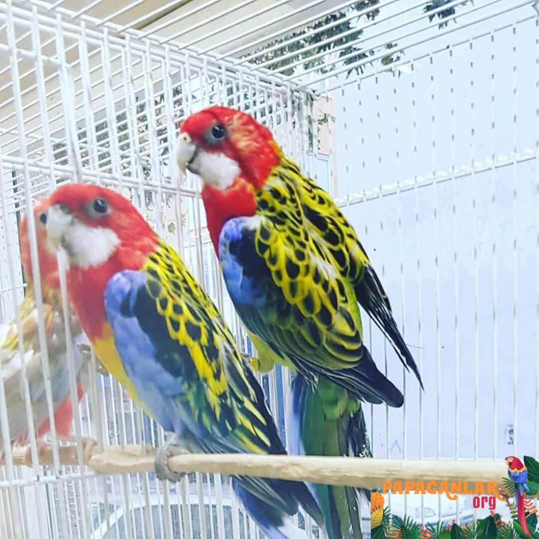 rosella parrot prices