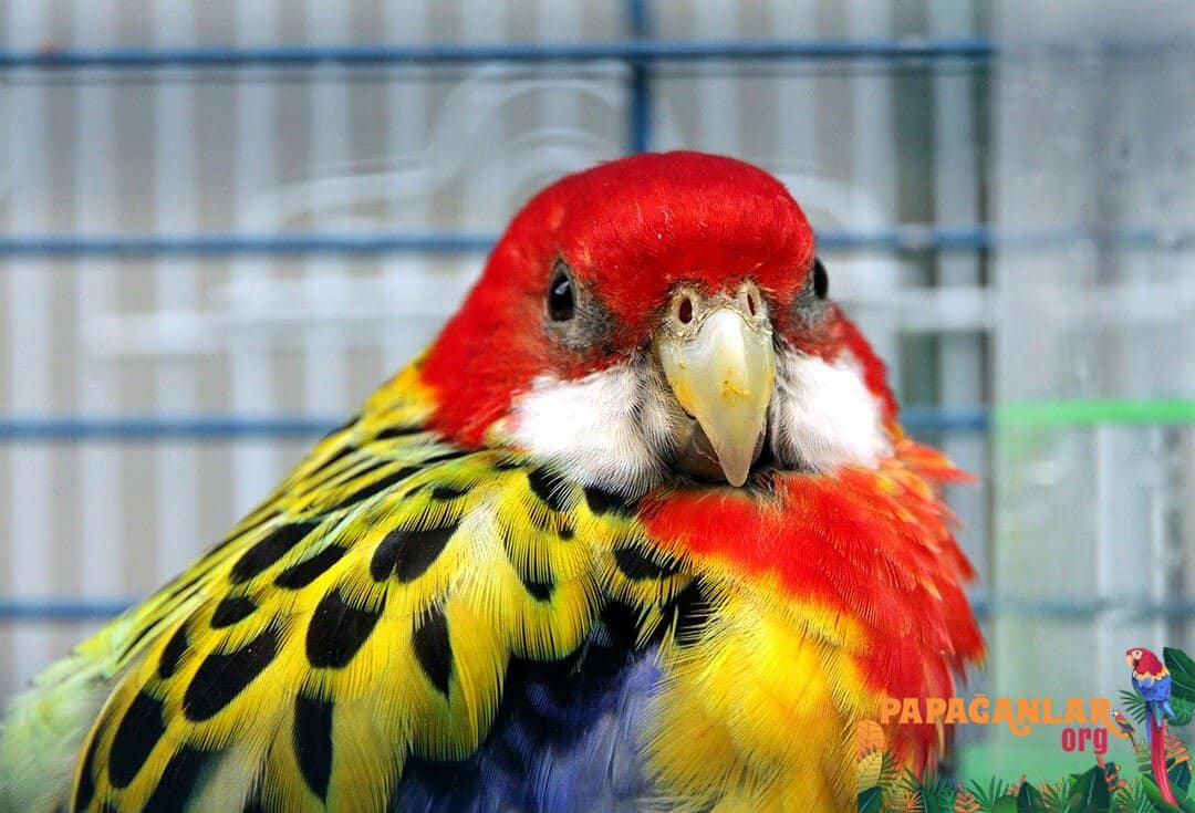 rosella parrot prices for sale