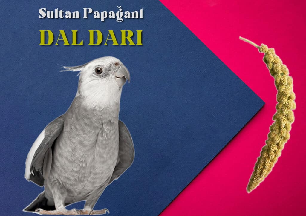 Dal Darı Sultan Papağanı