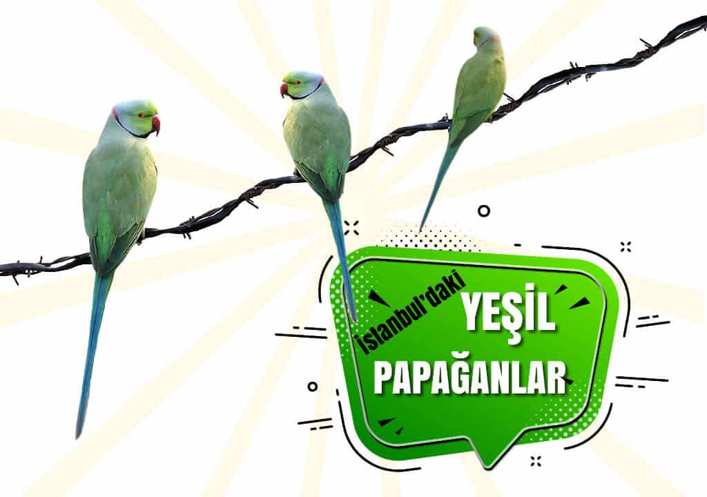 İstanbul'daki Yeşil Papağanlar
