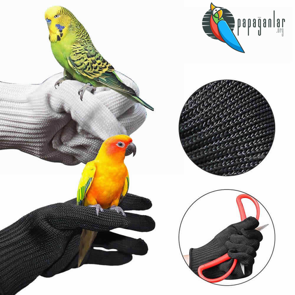 parrot training glove