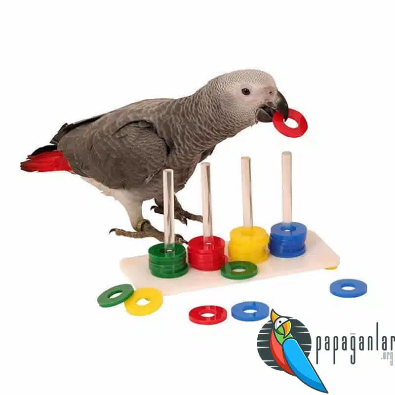 parrot training set