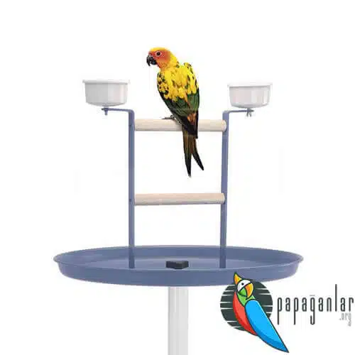 Papagei Training Barsch Preise