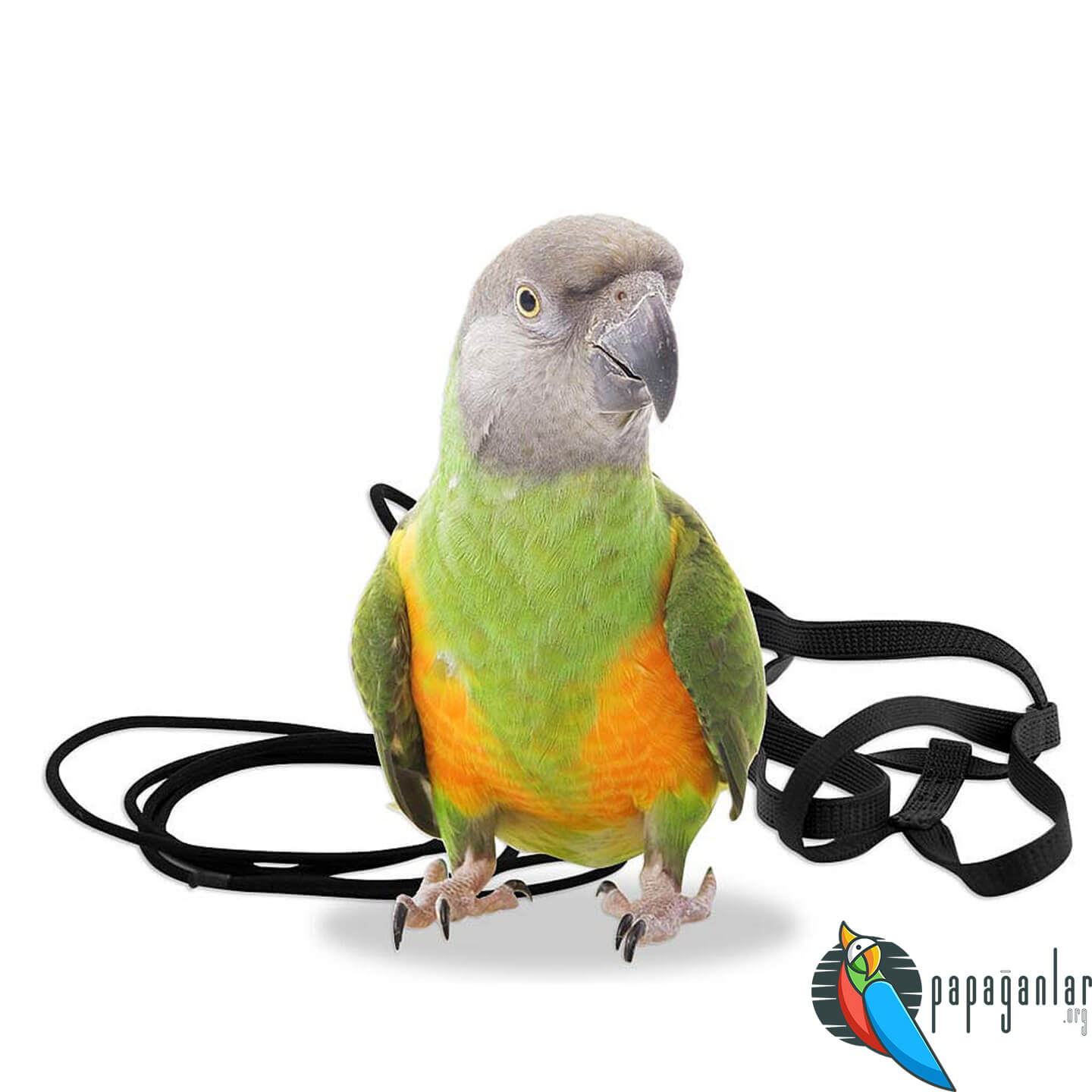 Is Parrot Collar Harmful?