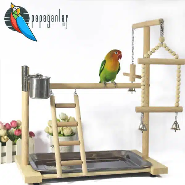How to Train a Lovebird?