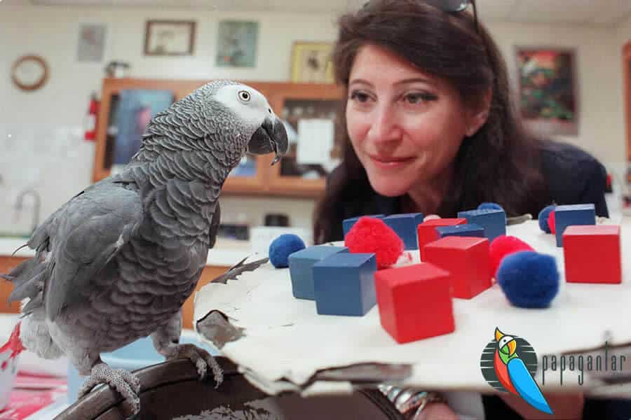How to Train a African Grey Parrot?