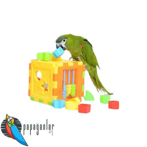 Parrot Educational Games