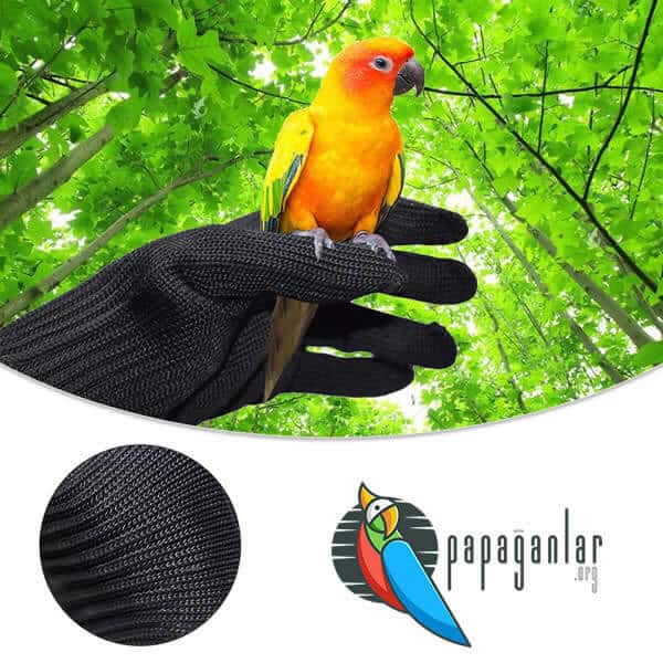 parrot glove
