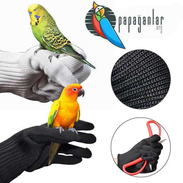 glove for holding parrot