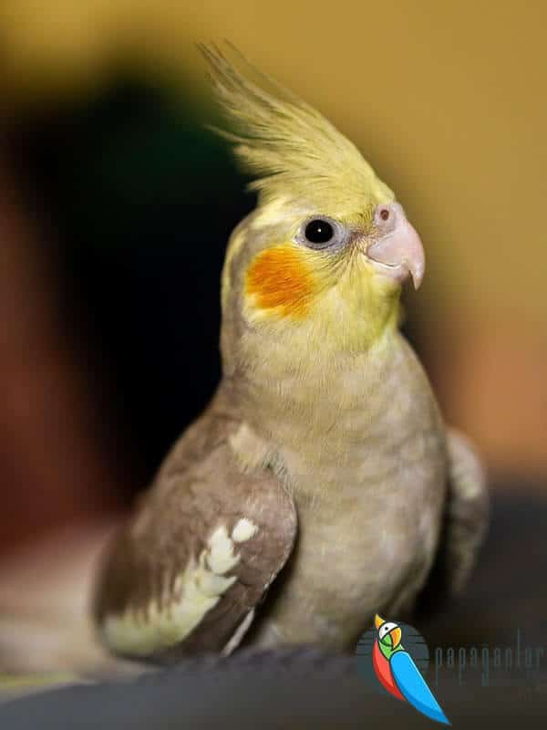 How to Train a Cockatiel Parrot?