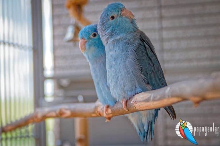 Forpus Parrot Forpus Parrot Characteristics