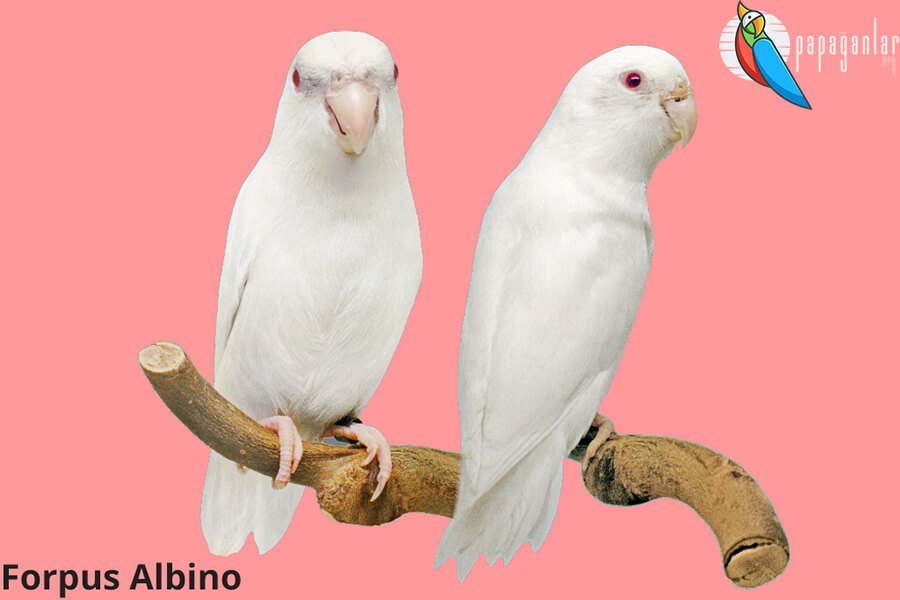 Forpus Albino Parrot
