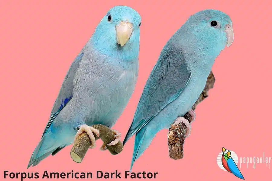 Forpus Amerika Dunkelfaktor Papagei