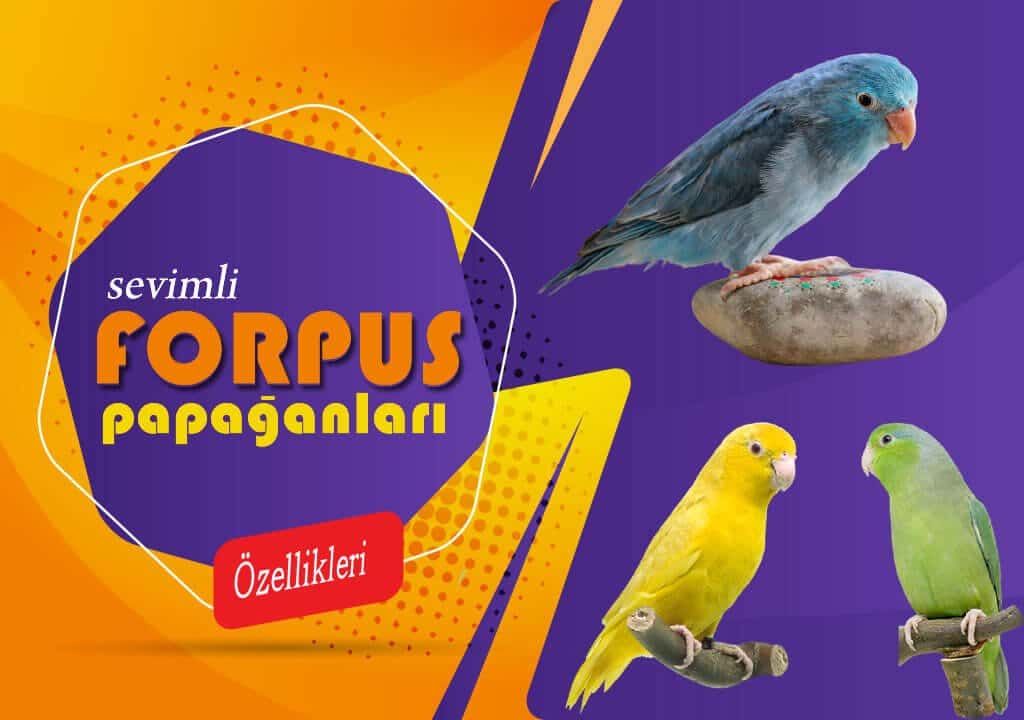 Forpus Papağan