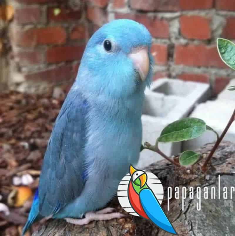 Forpus Papağanı Ele Alıştırma