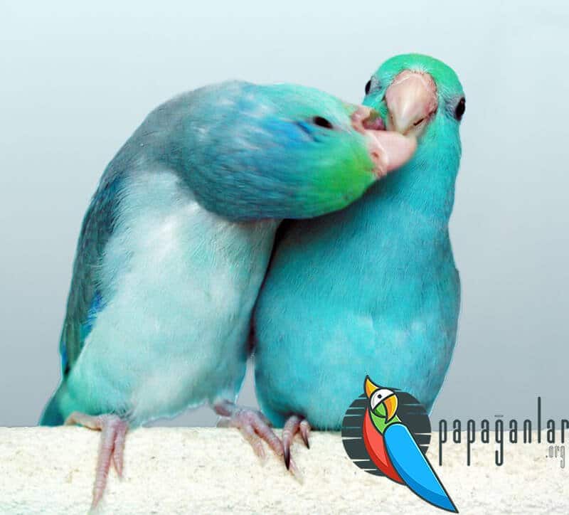 Forpus Papagei Blau Preis