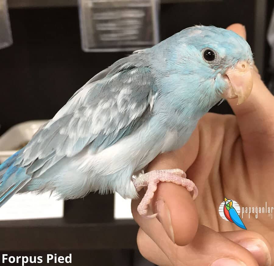 Forpus Pied Papağanı