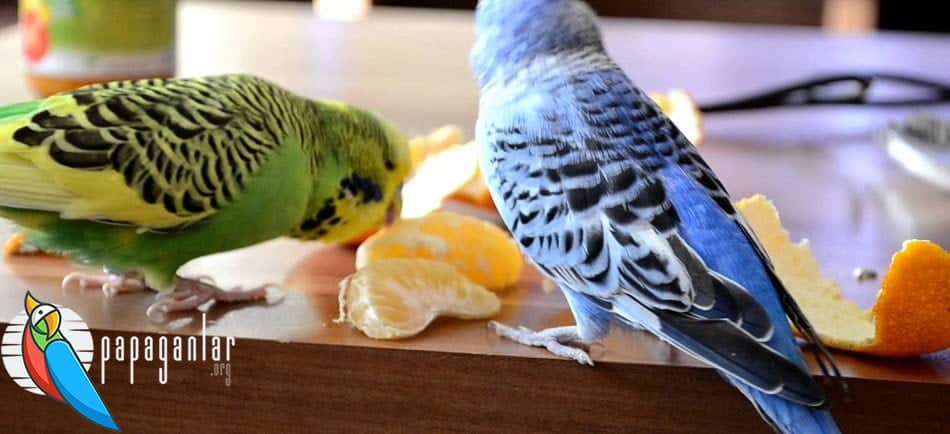 What Do Budgies Eat?