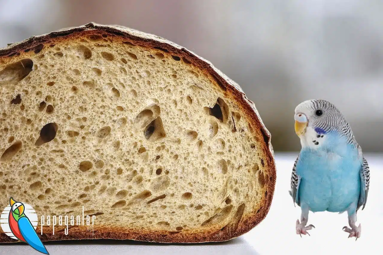 Muhabbet Kuşu Ekmek Yer Mi?