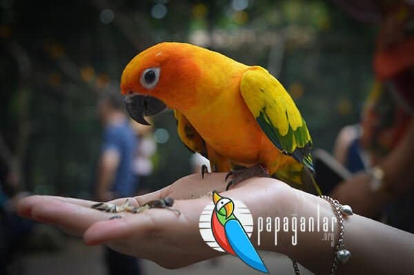 Papageienschule Handhabung