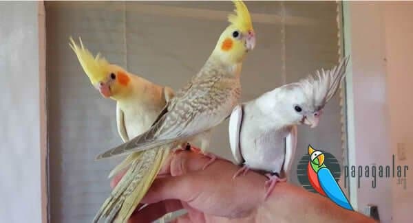 How to Earn the Confidence of the Cockatiel?