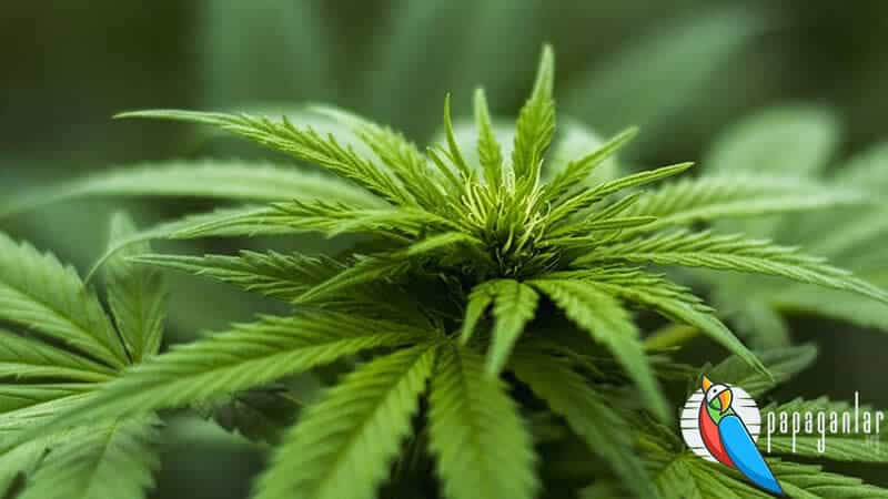 cultivo de cannabis