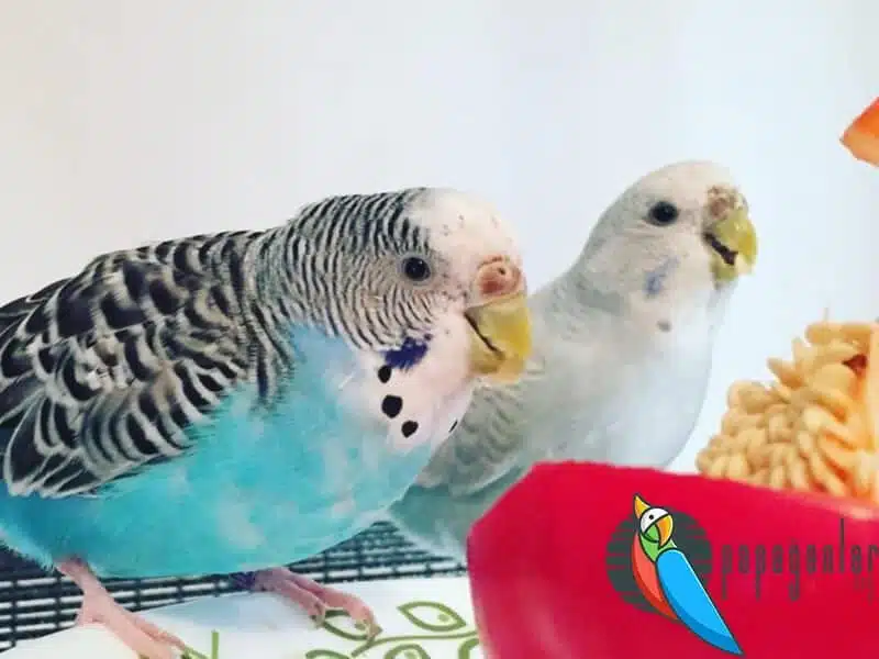 Budgerigar Vomiting Food on the Hand