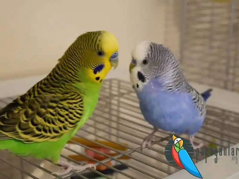 How to Prevent a Budgie from Vomiting Feed?