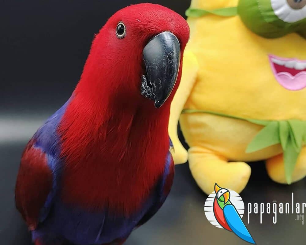 eclectus papağanı fiyat