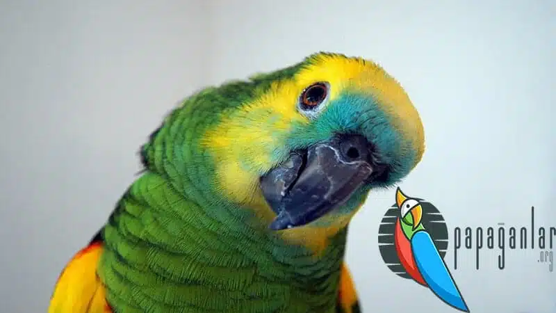 non-biting parrot species