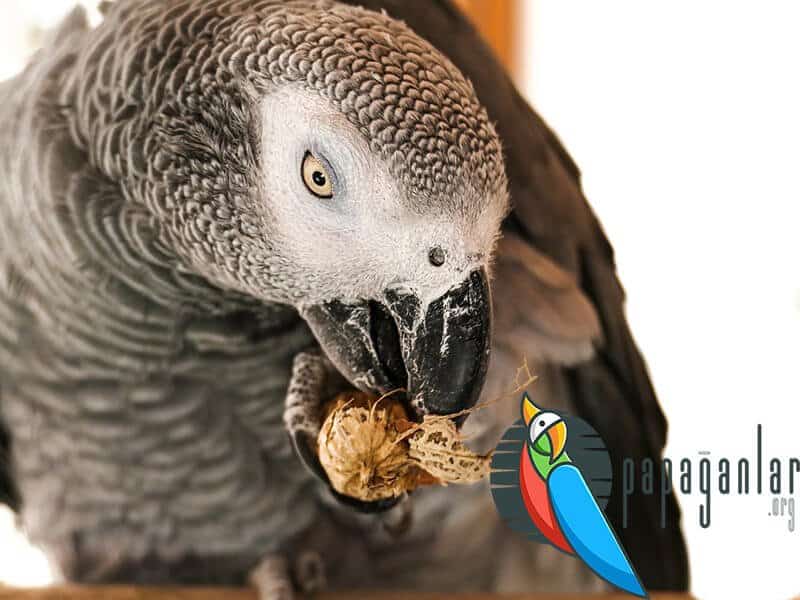 African grey parrot bite